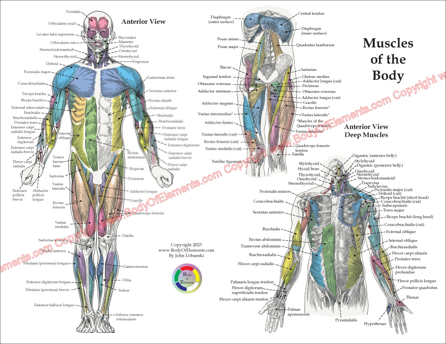 Anterior Muscle Anatomy Chart