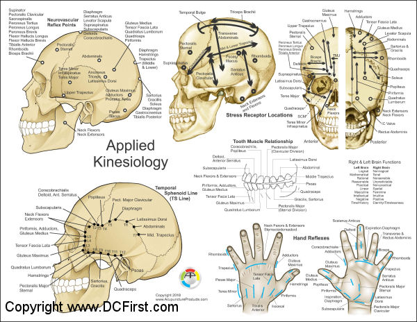 Applied Kinesiology Wall Chart