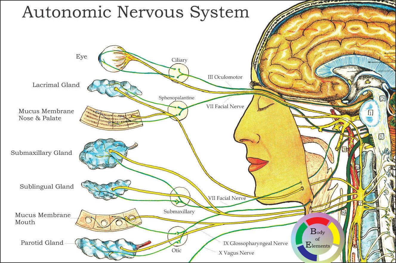 Autonomic Nervous System Chart Poster