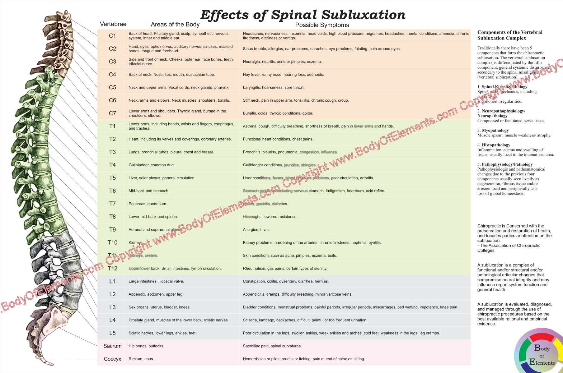 Chiropractic Posters And Charts