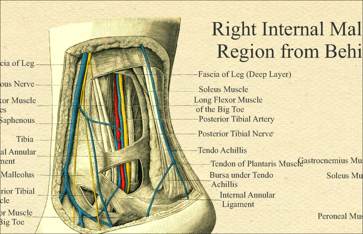 Foot Anatomy Poster