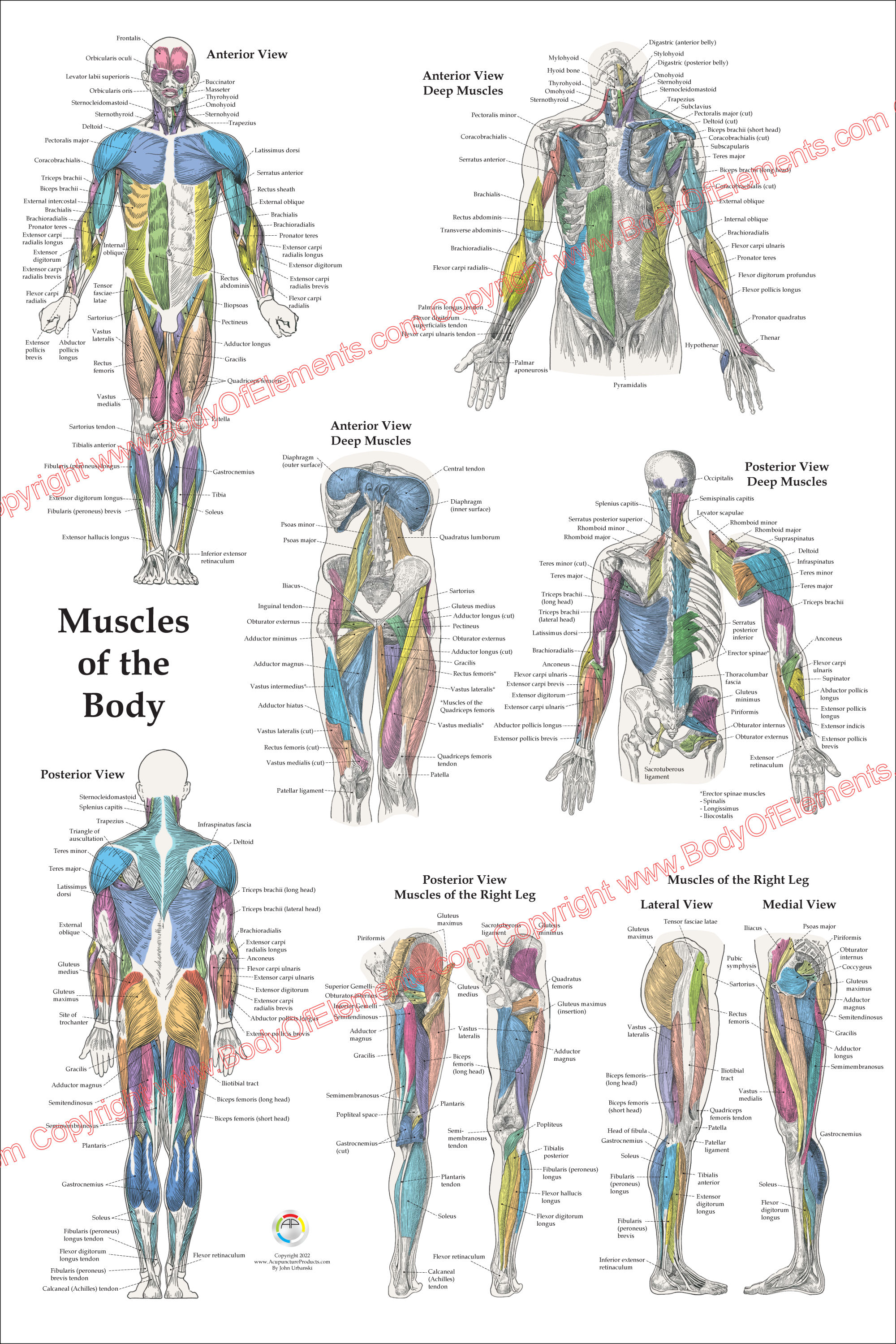Torso Muscle Anatomy Torso Muscle Anatomy