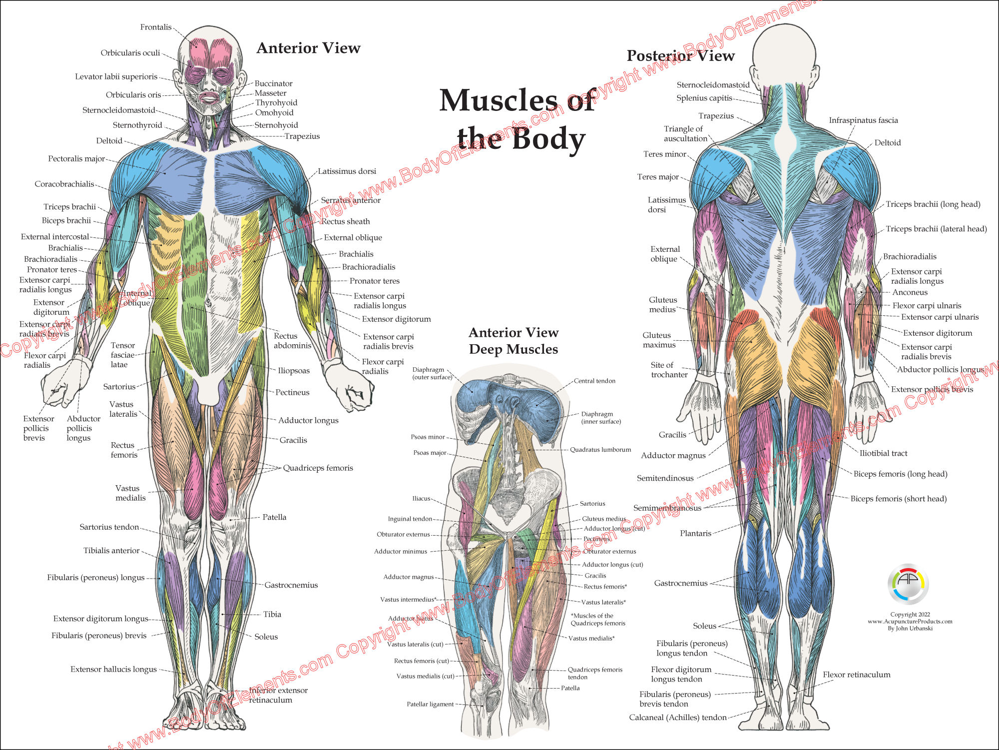 Muscles Diagram Labeled Front And Back Muscle Diagram Labeled Human