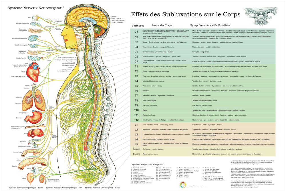 Systeme Nerveux Neurovegetatif