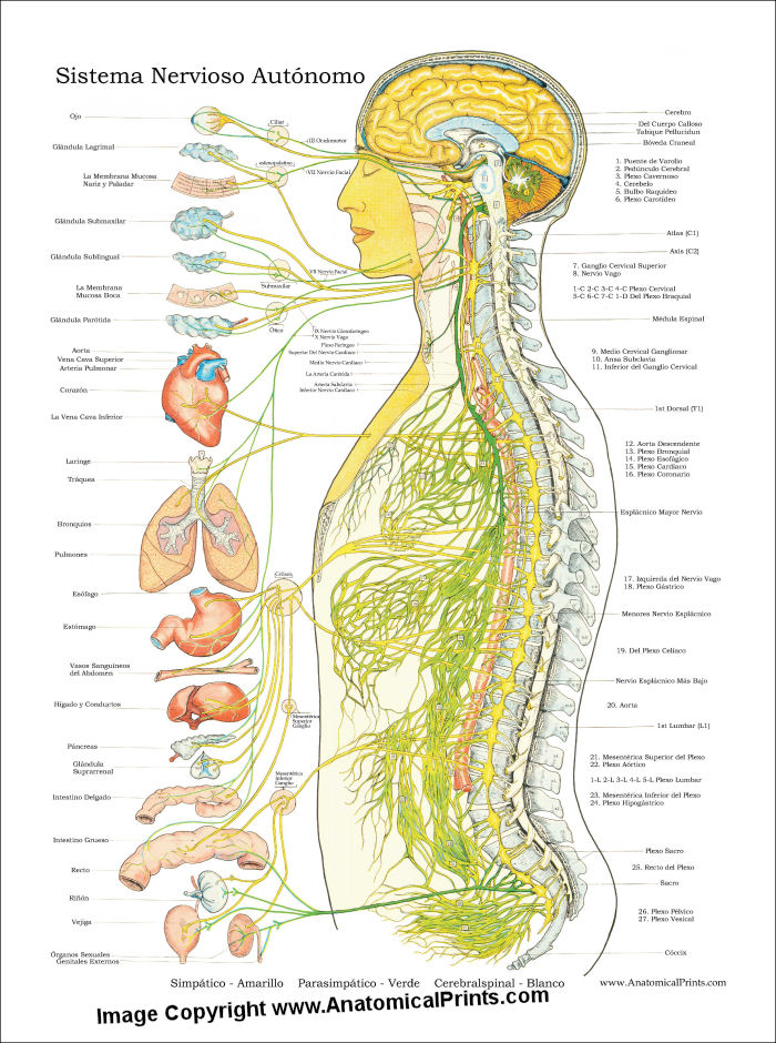 Autonomic Nervous System Poster