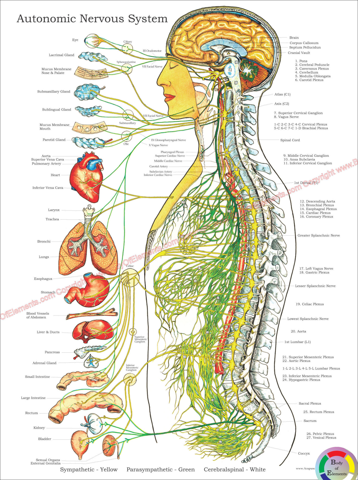 Autonomic Nervous System Poster