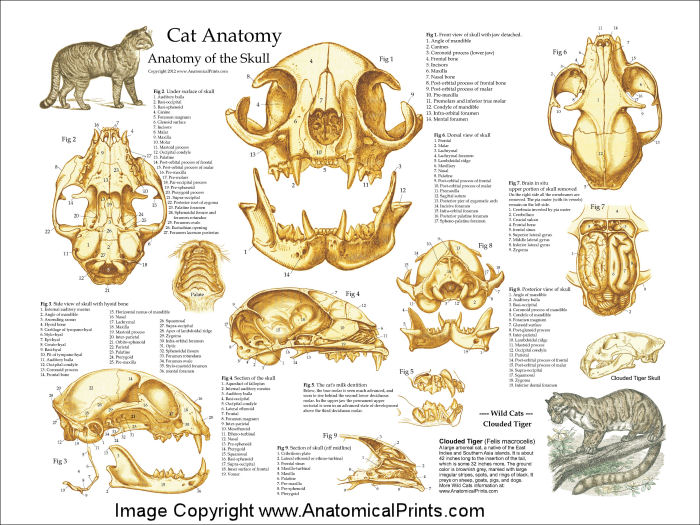 Cat Skull Anatomy Poster