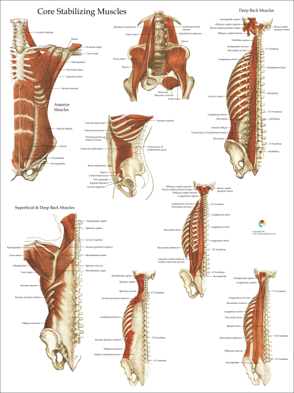 Deep And Core Stabilizing Muscles Poster 18 X 24