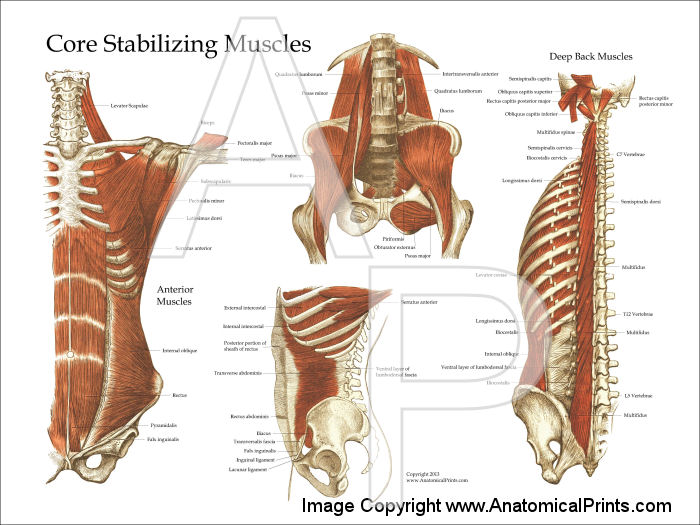 Muscle Anatomy Posters