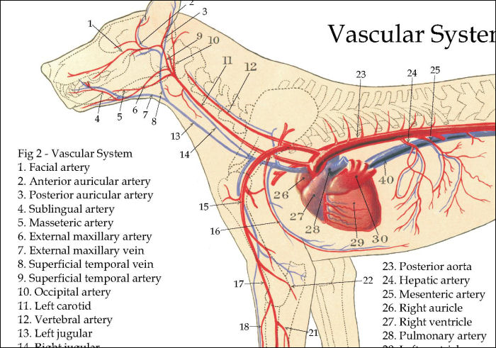 Артерии и вены животных