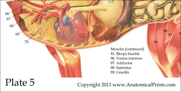 Dog Internal Anatomy Poster