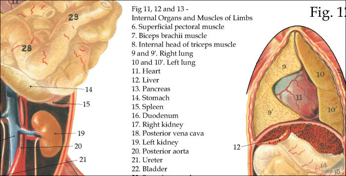 Dog Internal Anatomy Poster