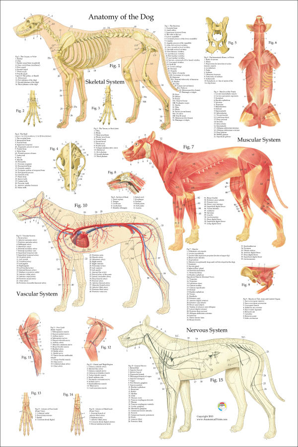 Dog Anatomy Poster 24 x 36