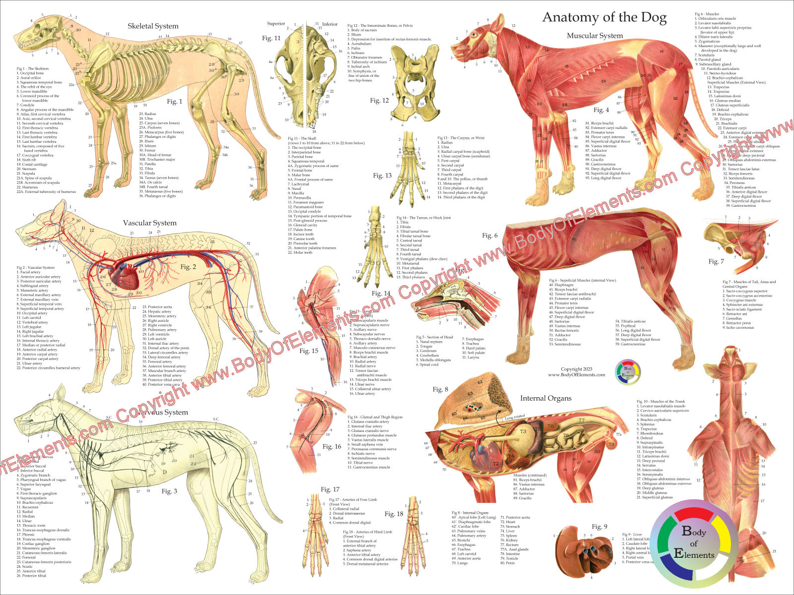 Dog Anatomy Poster