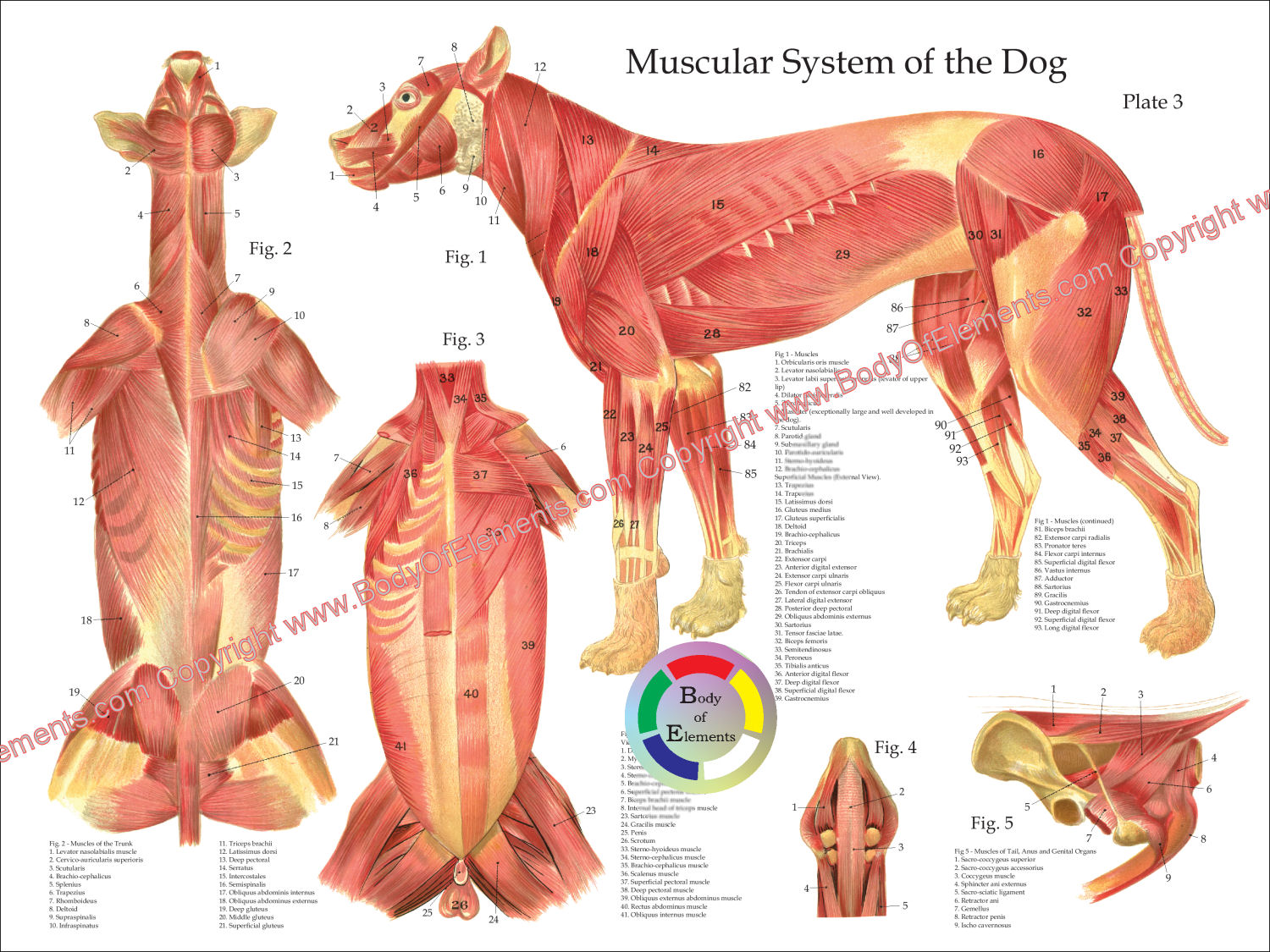 Dog Muscular Anatomy Poster