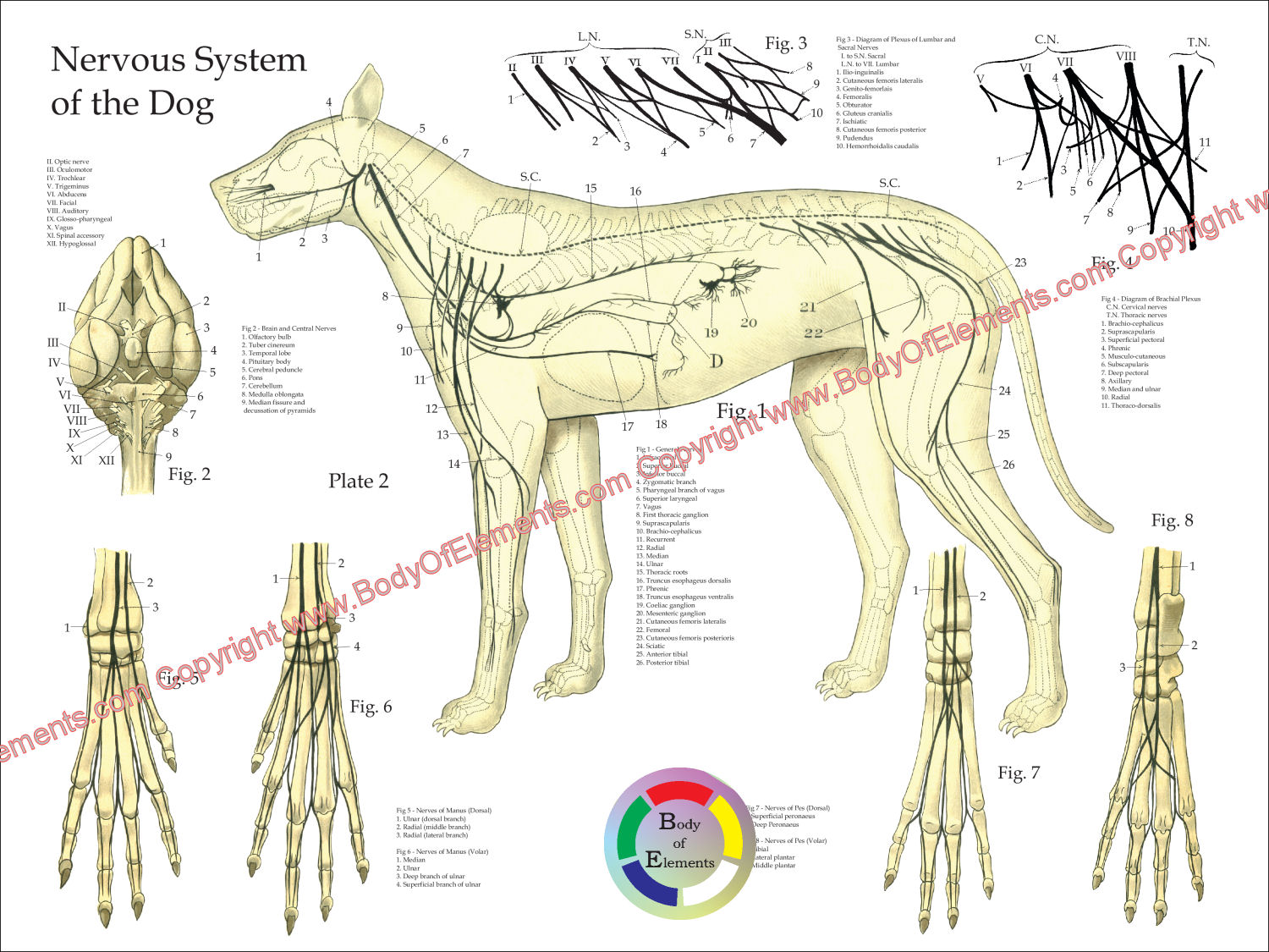 Dog Nervous System Anatomy Poster