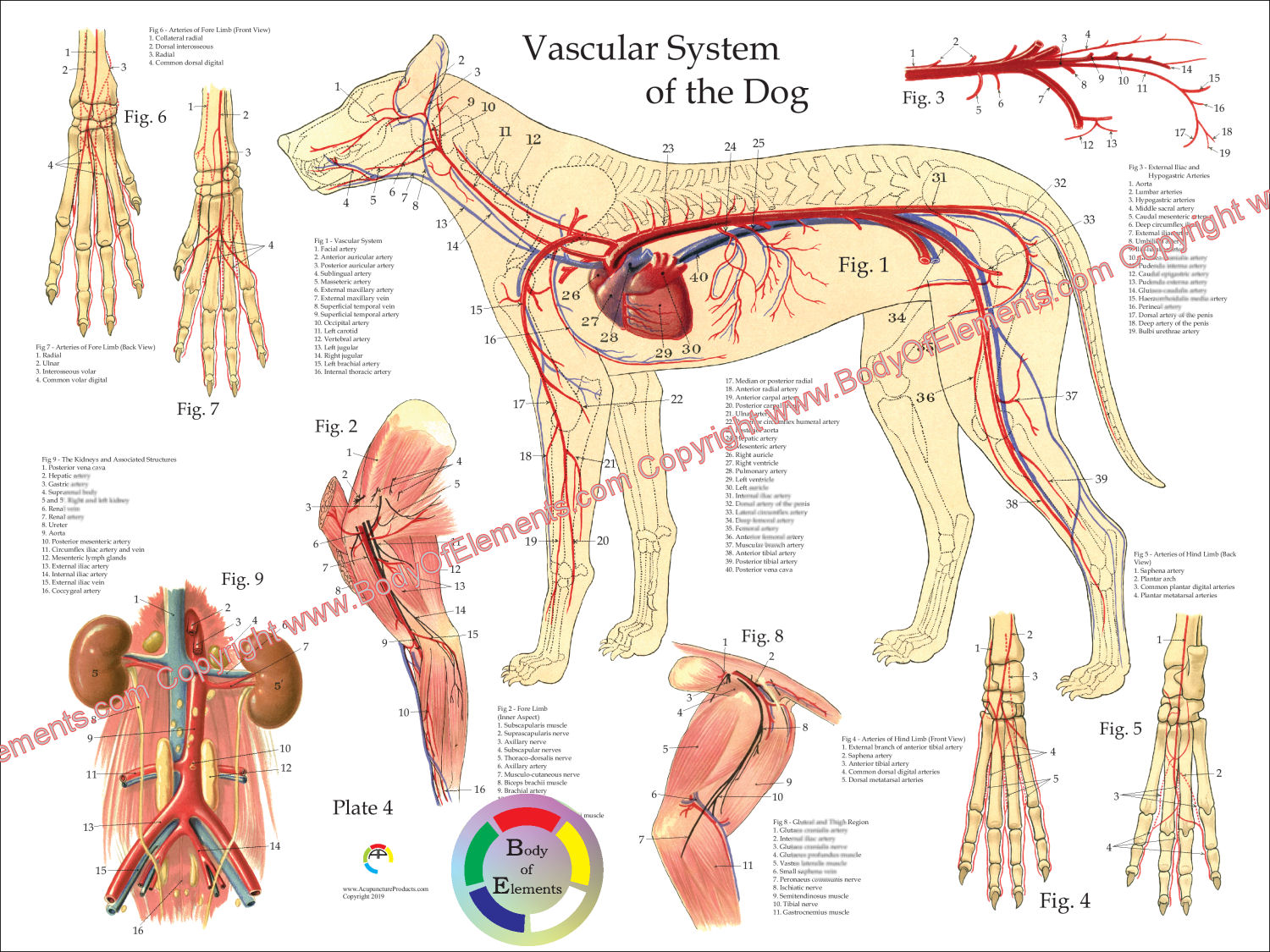 Dog Vascular Anatomy Poster