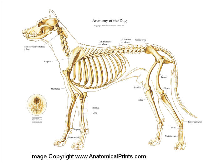 Dog Skeletal Anatomy Poster