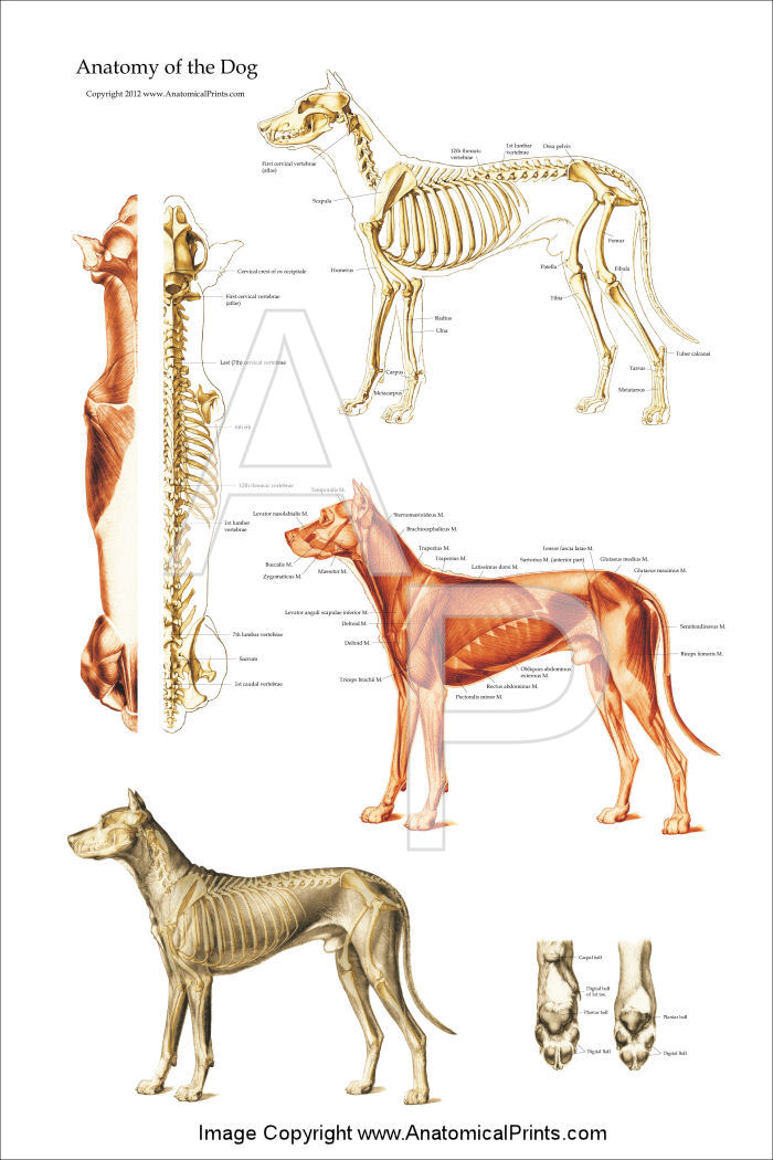 Canine Anatomical Chart