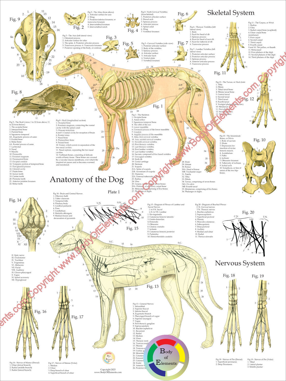 Dog Anatomy Skeletal Nerves Poster