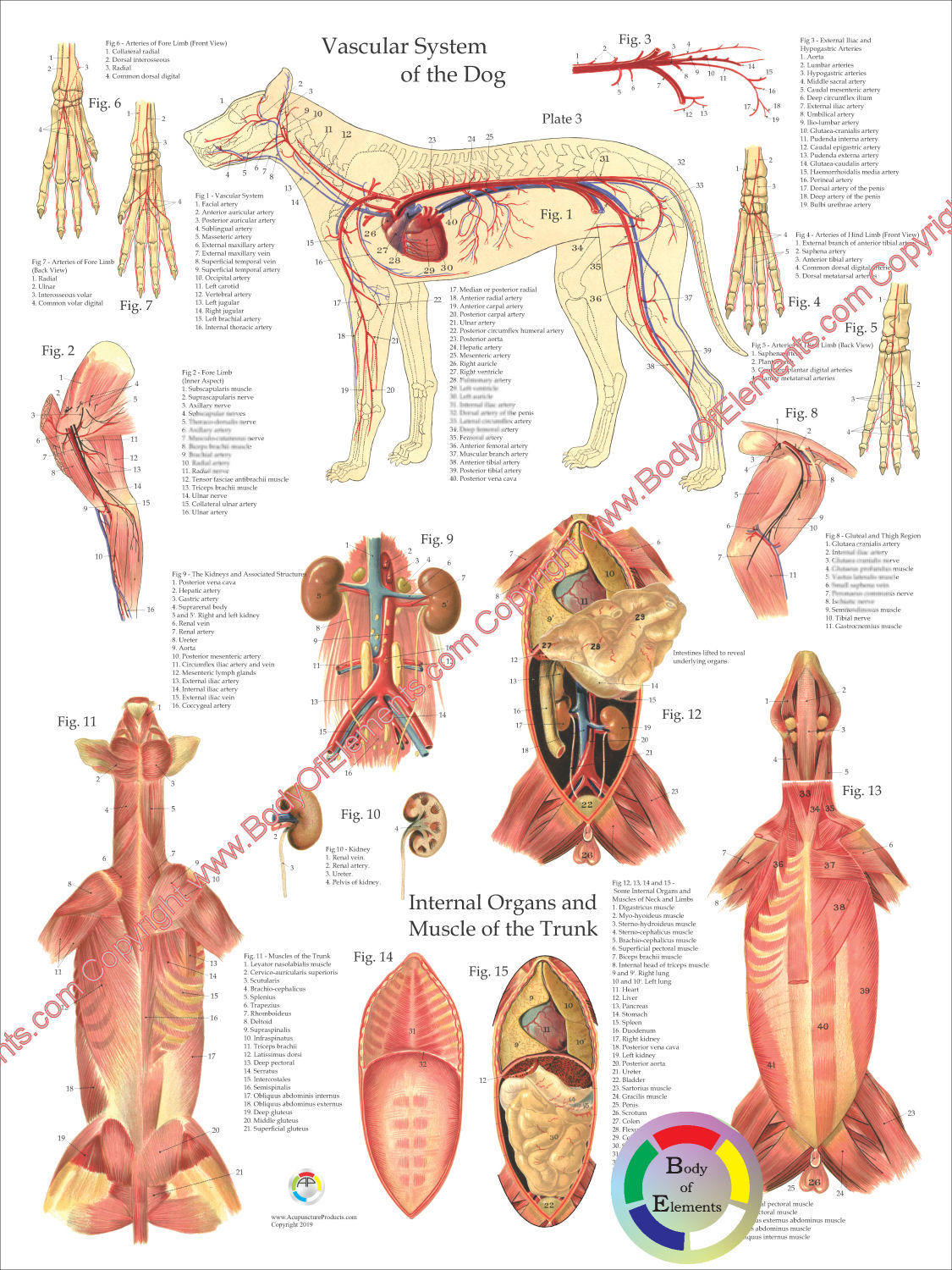 Dog Circulatory Anatomy Poster