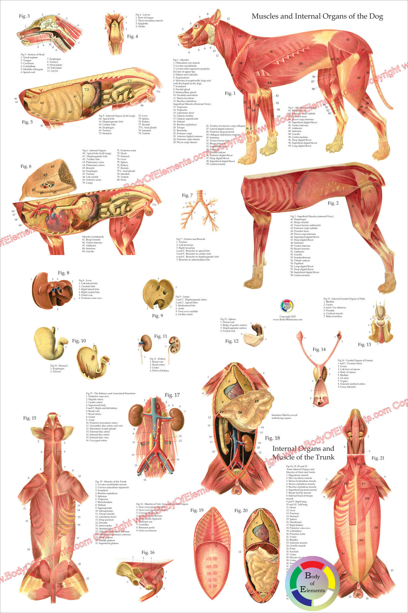 Dog Anatomy Poster