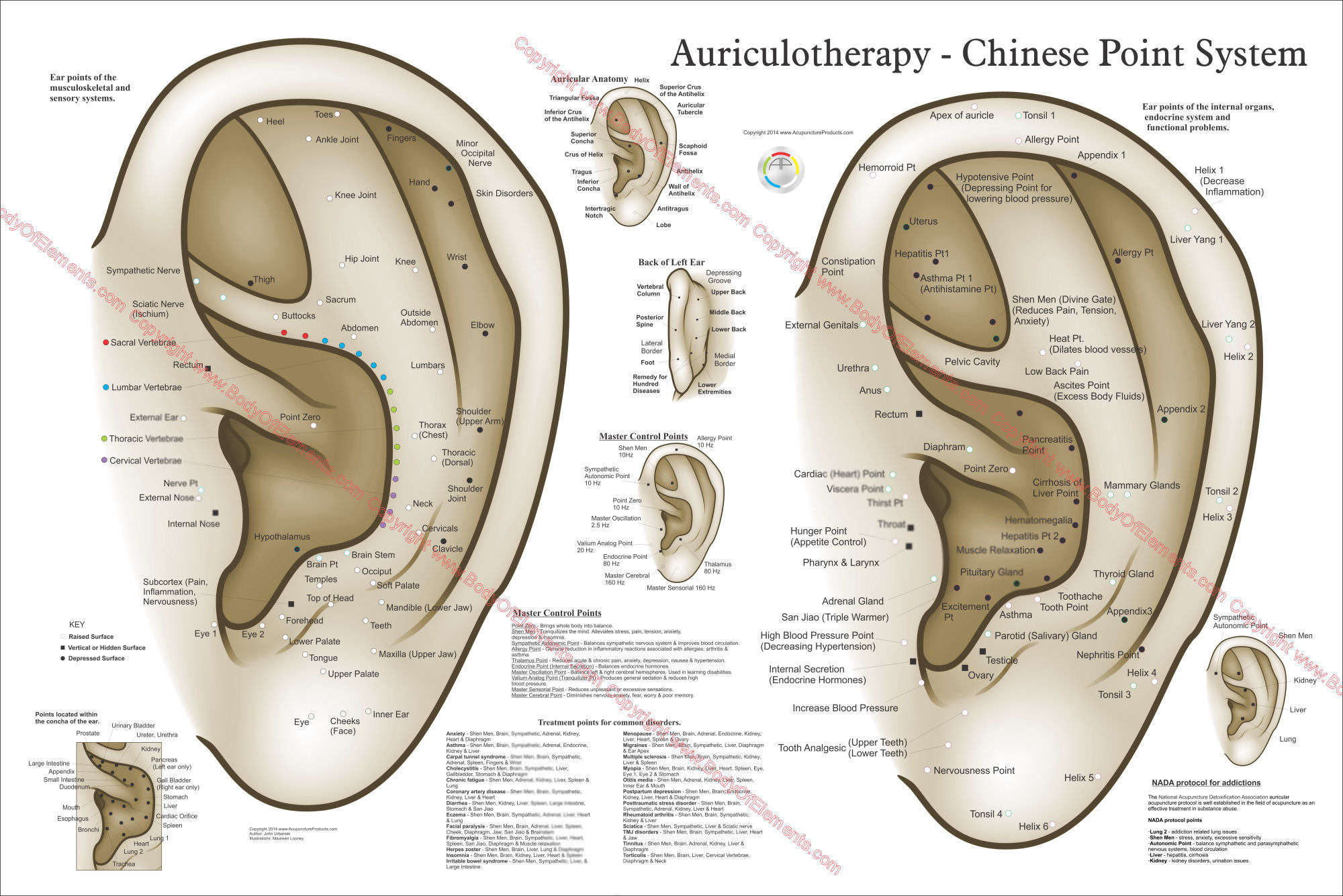 Chinese Auriculotherapy Chart