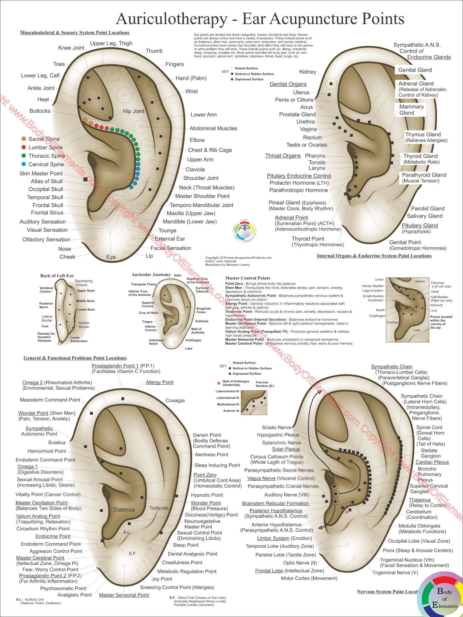 Reflexology Chart Vagus Nerve