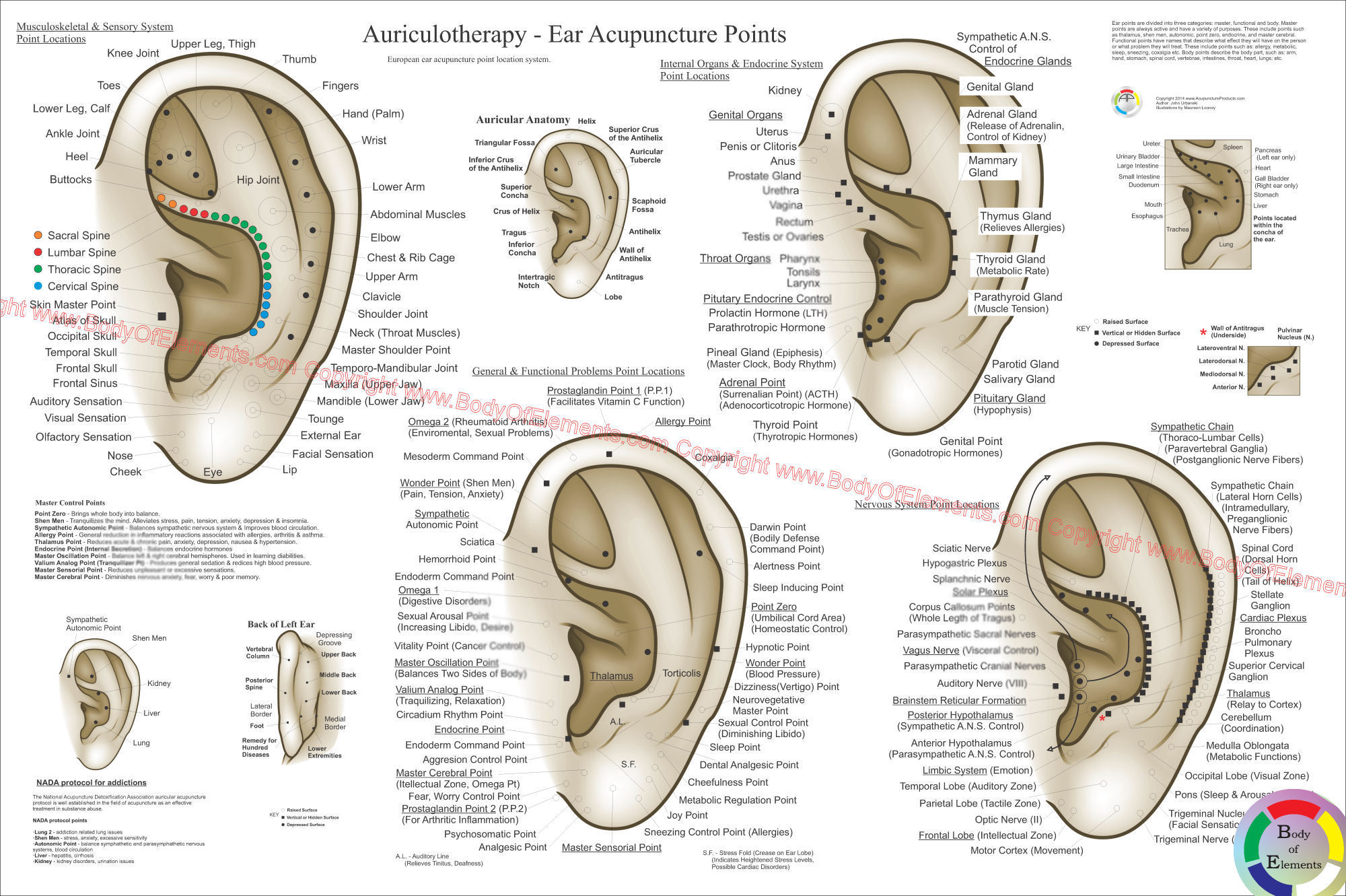 European System of Auriculotherapy