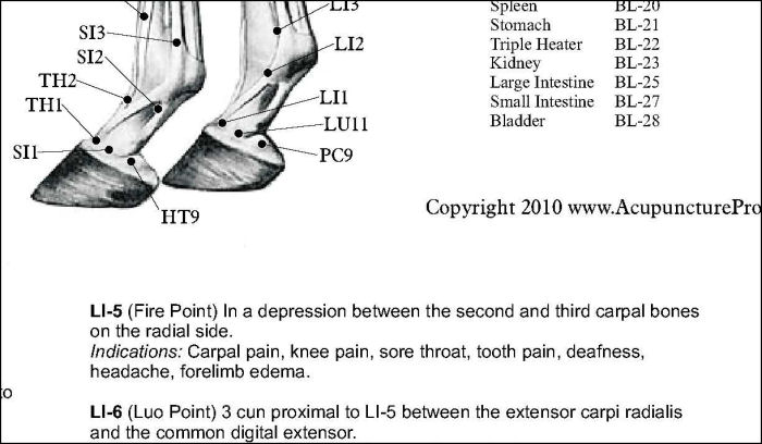 Horse Acupuncture Posters