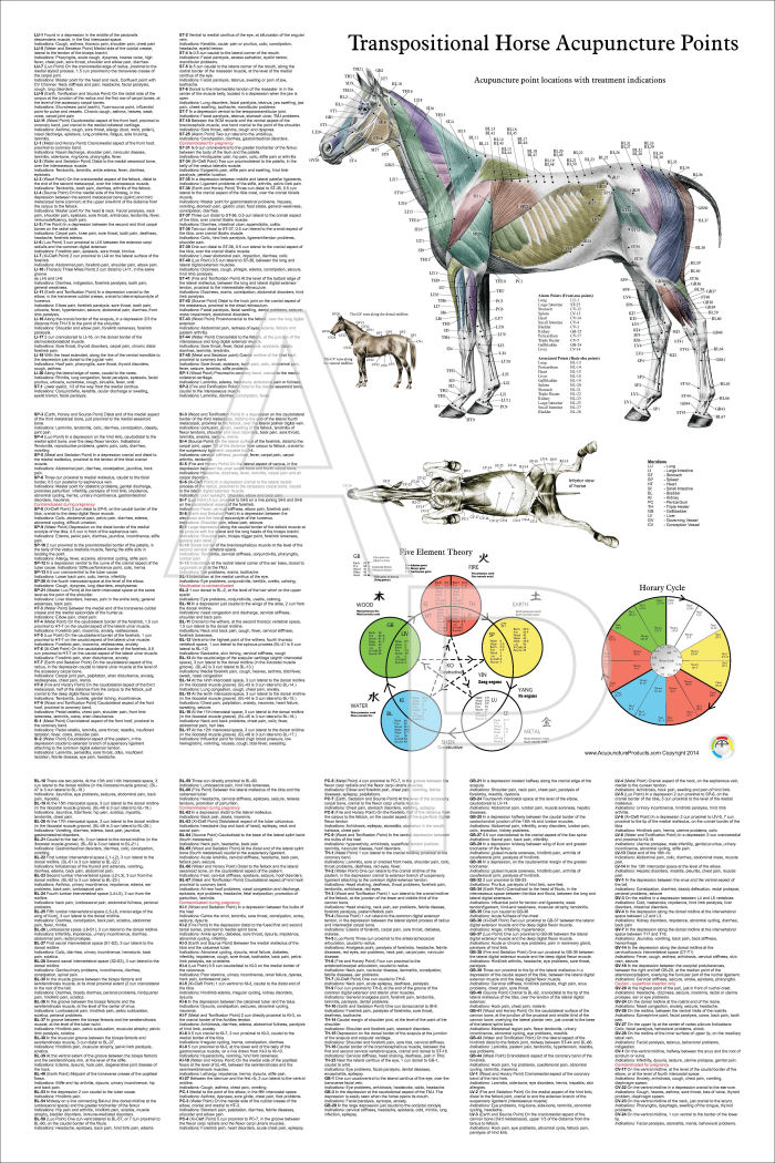 Equine Acupuncture Chart