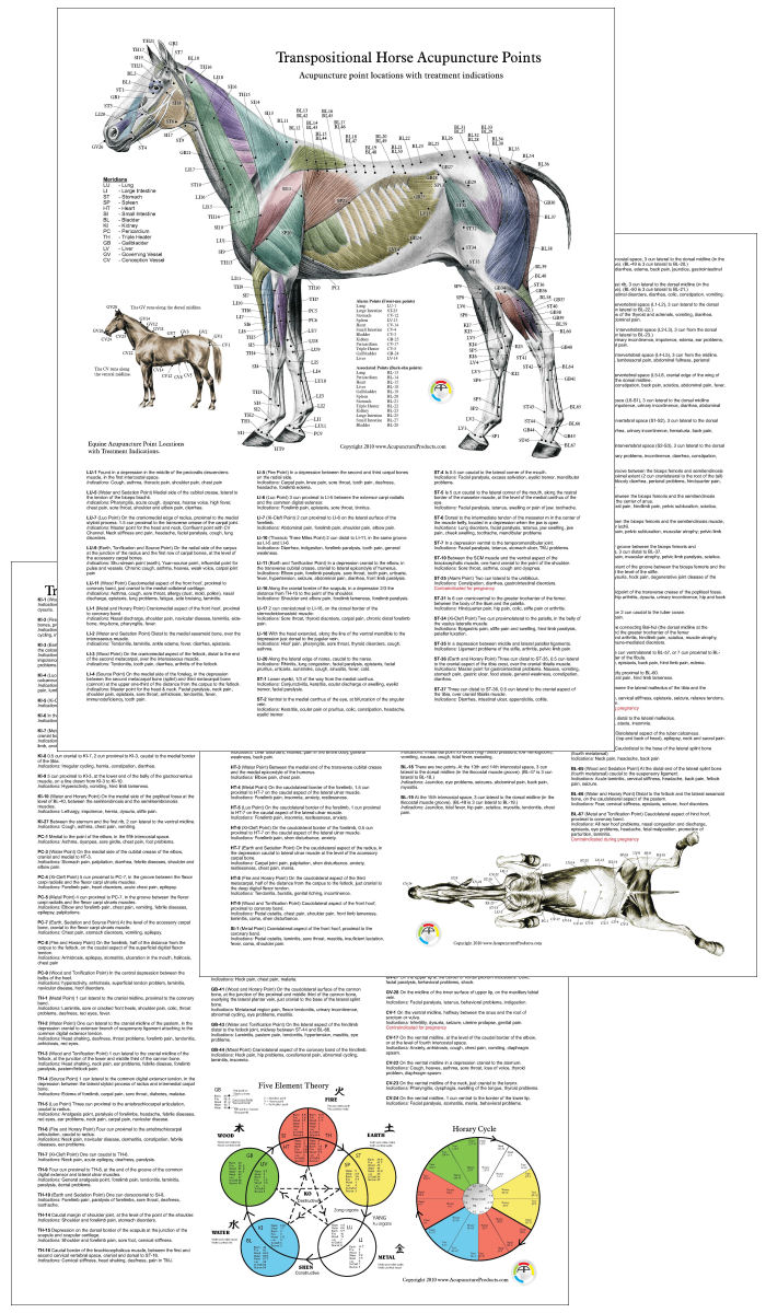 Equine Acupuncture Points Chart