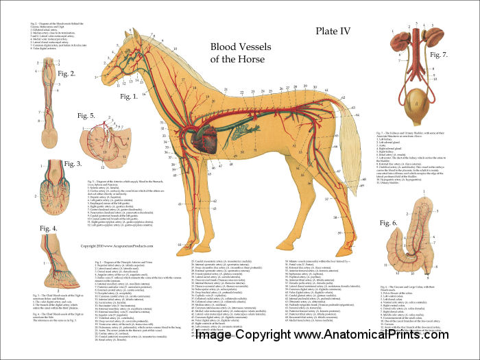 Equine Anatomy Chart