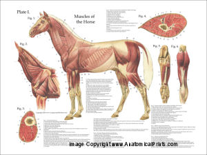 Equine Anatomical Charts