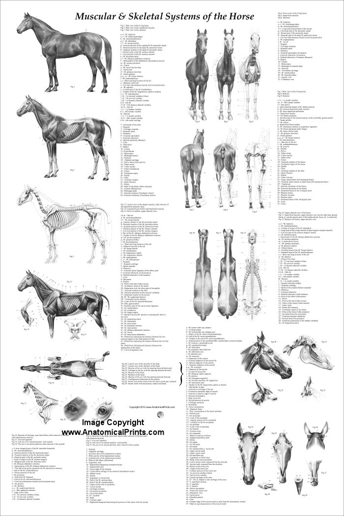 Printable Horse Charts