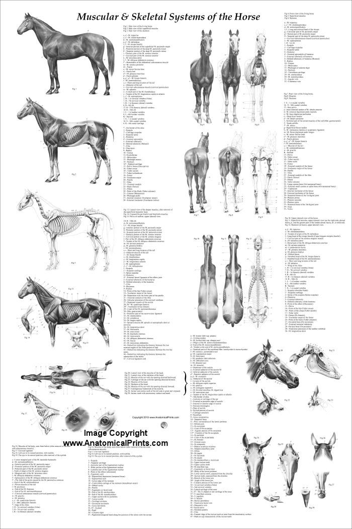 Horse Anatomy Poster