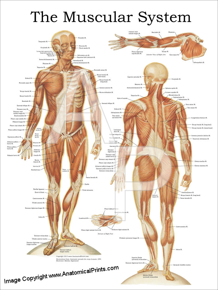 Muscular System Anatomy Poster