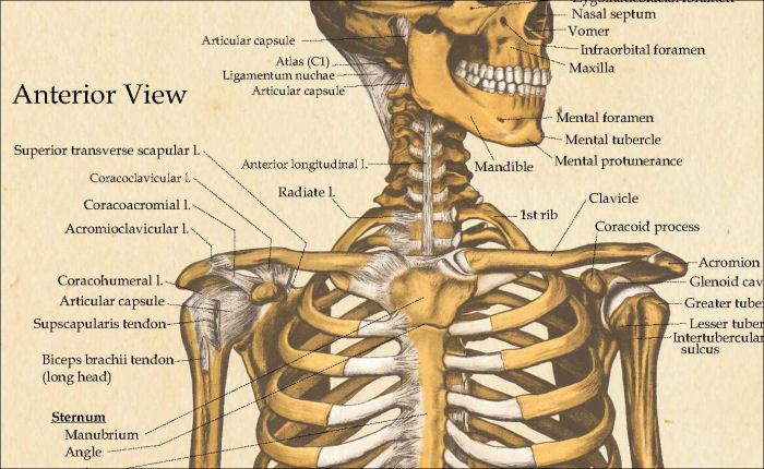 Skeletal Anatomy Poster
