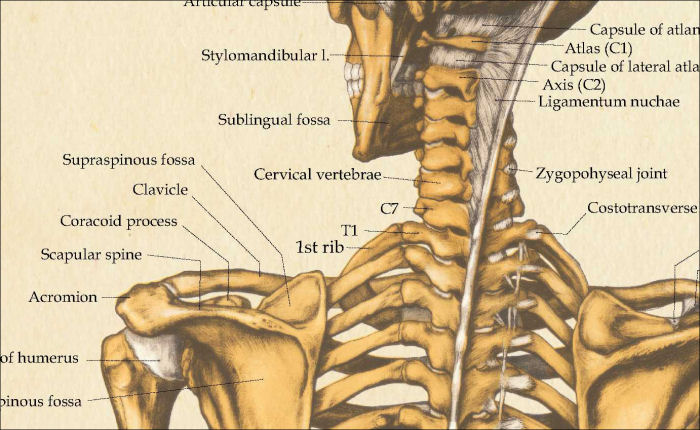 Skeletal Anatomy Poster