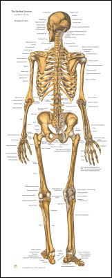 Skeletal Anatomy Poster