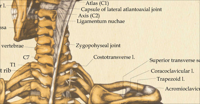 Skeletal Anatomy Poster