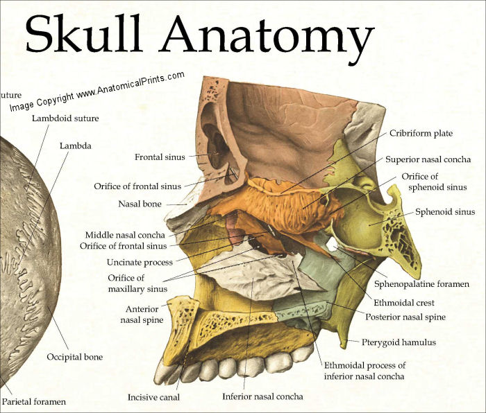 Human Anatomy Dictionary Art Print – Skull, Skeleton, Brain Science Poster