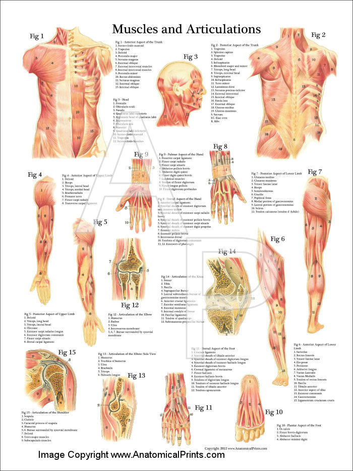 Muscle Anatomy Poster