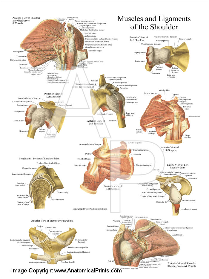 Shoulder Anatomy Poster