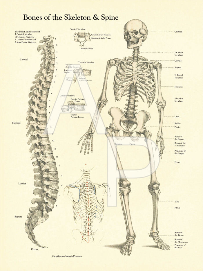 Human Bone Anatomy Chart : Blueprint For Health Your Skeleton