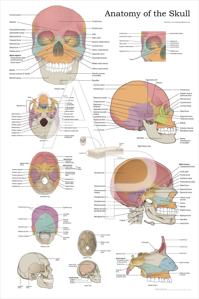 Bones of the Human Skull Anatomy Poster
