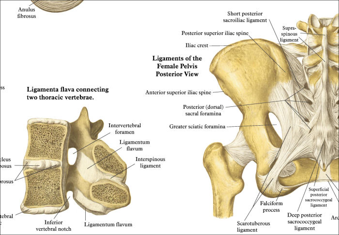 Spinal Anatomy Poster