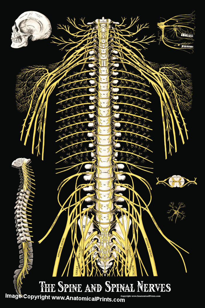 Spinal Nerves Anatomy Poster