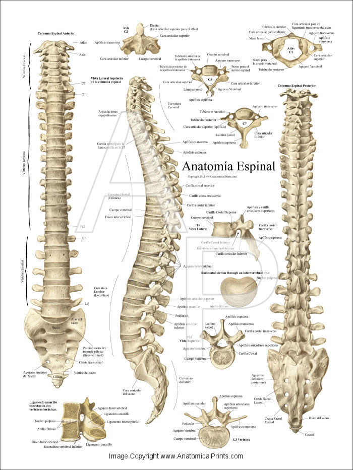 Anatomia Espinal Poster