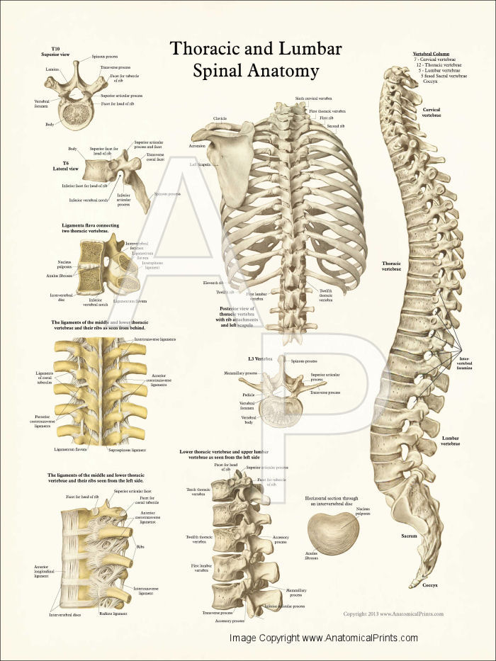 Human Spine Anatomy Posters